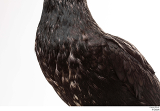  Double-crested cormorant Phalacrocorax auritus chest 0001.jpg